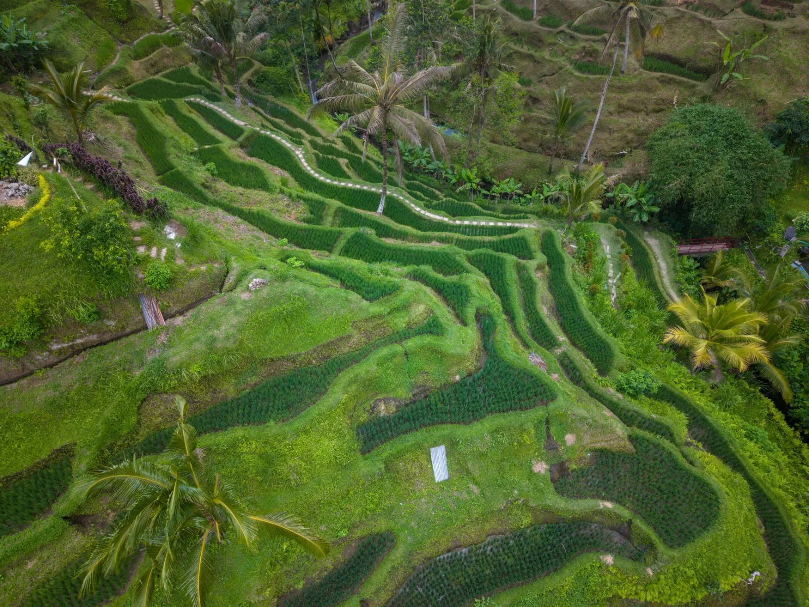 Levné letenky Bali